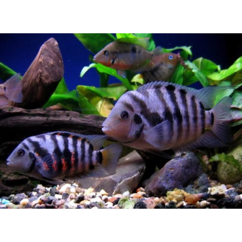 Amatitlania Nigrofasciatum